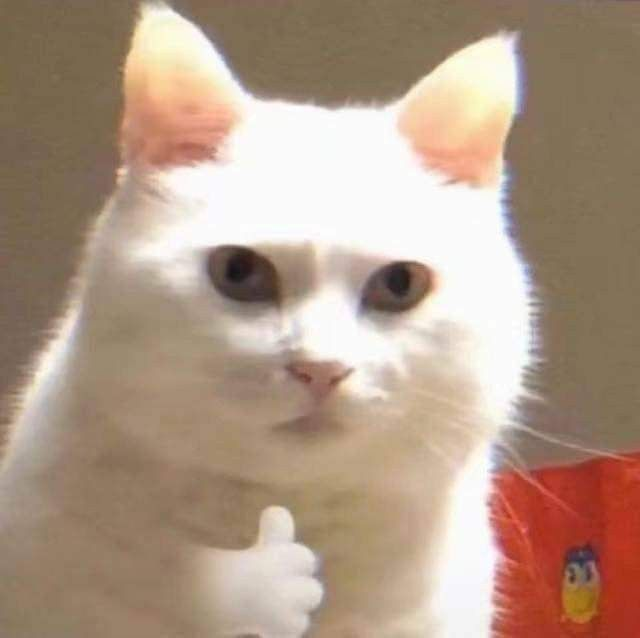 A close-up of a fluffy white cat with large eyes giving a thumbs-up gesture.
