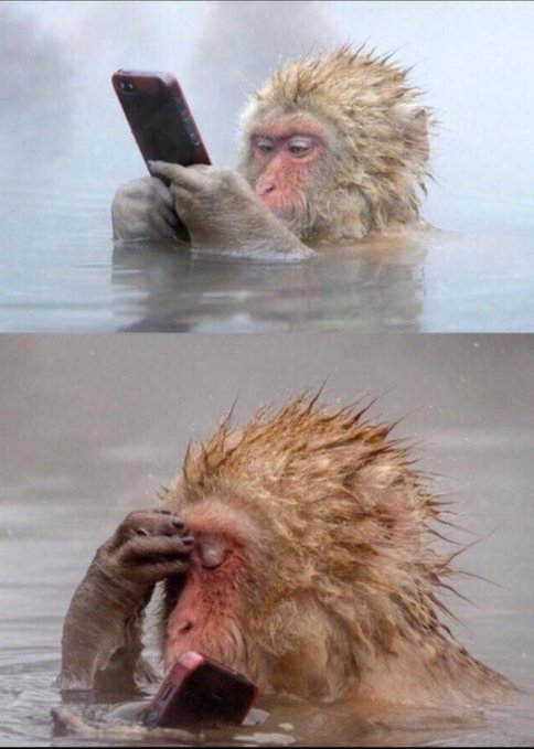 A two-panel meme showing a wet monkey in a hot spring; the top shows it using a smartphone, while the bottom shows it facepalming in frustration.