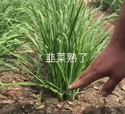 A hand points at a patch of fully grown chives in a field, with the Chinese text "韭菜熟了" (meaning "the chives are ripe") overlaid on the image. The caption and image together use the Chinese slang "韭菜" (leeks/chives), a term for retail investors who repeatedly get "harvested" by the market, to mock ADA holders who have suffered massive losses and remain bullish despite the price decline.