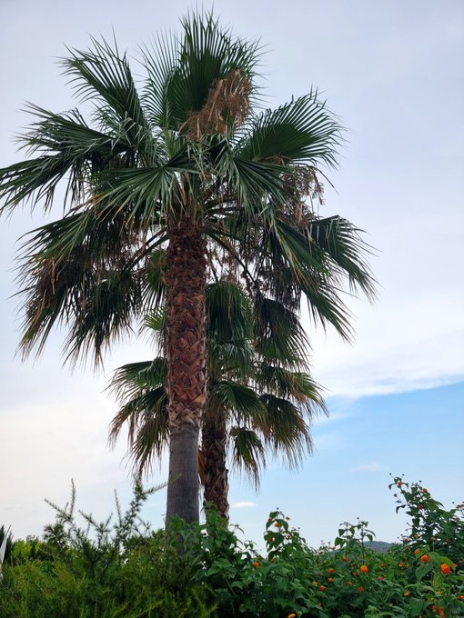 A tall palm tree with fan-shaped fronds stands against a cloudy sky, with green foliage and orange flowers visible at the bottom.