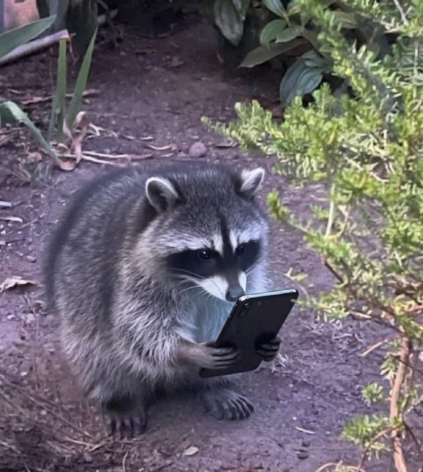 A raccoon stands on a dirt path in a garden, intently staring at a smartphone it's holding with both paws, perfectly capturing the desperate hope of checking if a meme coin miraculously surged to a billion-dollar market cap overnight to escape the daily grind.