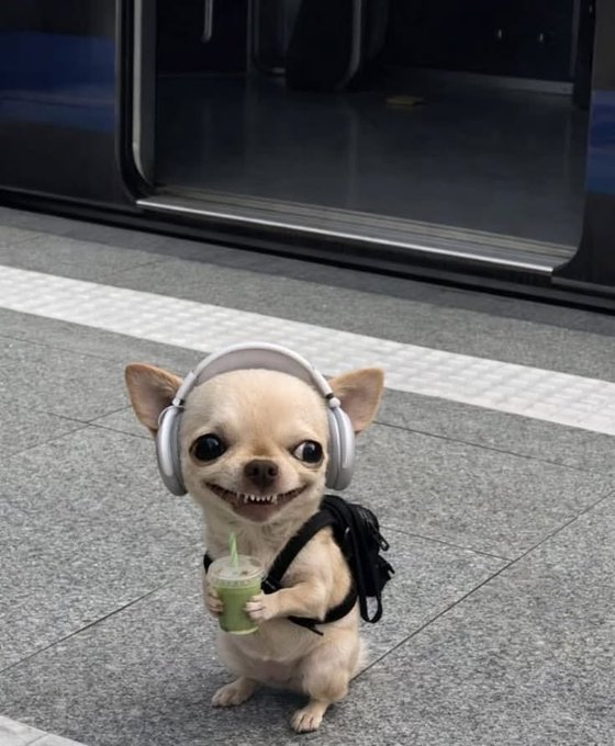 A cute AI-generated image of a small tan chihuahua standing on a subway platform wearing white headphones, carrying a black backpack, and holding a green iced drink with a straw.