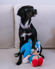 A small black and white puppy with a purple bandana sits on a white couch next to a Sonic the Hedgehog plush toy.