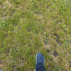 urn-shaped brown object partially obscured by a blue shoe on a grassy lawn, with green and yellow patches of grass.