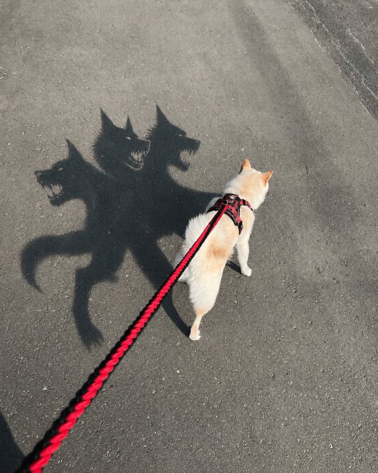 A small white and orange dog being walked on a red leash on pavement, casting a shadow that dramatically forms the shape of a multi-headed, fierce-looking beast (Cerberus).