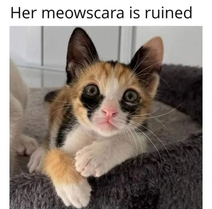 A calico kitten with wide, surprised eyes rests on a gray fluffy surface, captioned "Her meowscara is ruined" — a playful pun combining "meow" and "mascara" to humorously highlight the dark markings around the kitten's eyes that resemble smeared eye makeup. The cute animal meme fits the wholesome, lighthearted vibe of the post celebrating community and friendship.