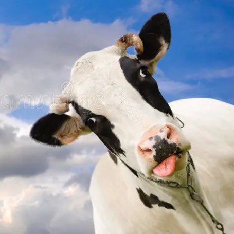 A close-up photograph of a black and white cow with its tongue sticking out, set against a blue sky with clouds.