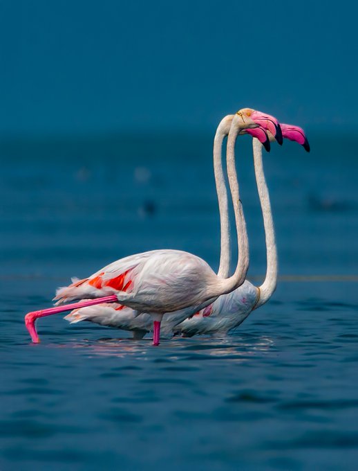 Two flamingos with pink and white plumage standing in blue water, their necks intertwined.