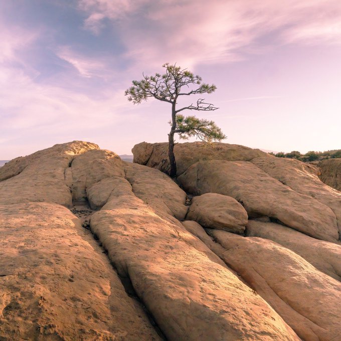 A lone tree stands resilient atop weathered sandstone formations under a soft pink-tinged sky, embodying the spirit of perseverance. The image's solitary, enduring tree mirrors the artwork's theme of strength and persistence in the face of harsh conditions.