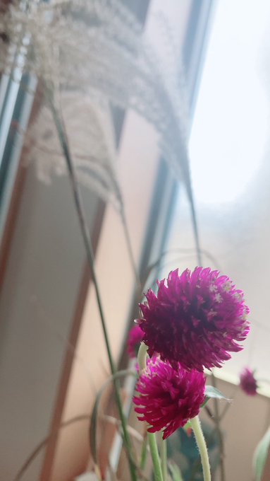 A bright pink flower (likely an amaranth or globe amaranth) sits in the foreground, softly blurred, against the backdrop of a window with sheer white curtains filtering natural daylight.