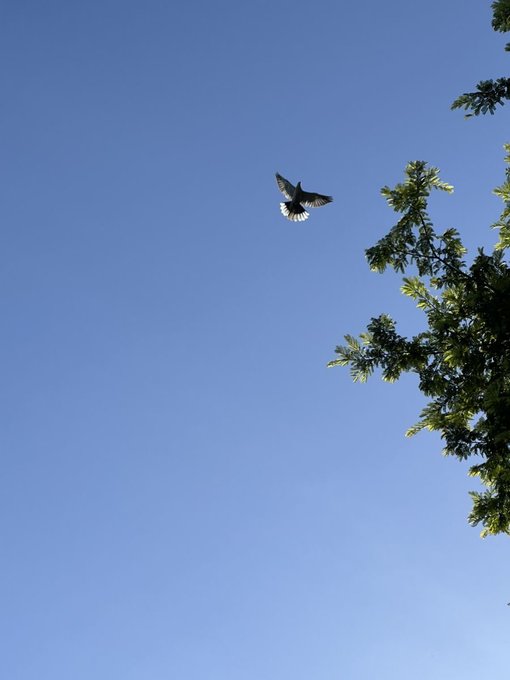 The image features a bird flying high above some trees, with its wings spread wide as if soaring through the sky. The clear blue sky provides an ideal backdrop for the bird's flight path. In the background of the photo, there are two posts that read "good morning and happy new week frens may God crown all our endeavors with success." These posts seem to be related to a religious context or message, possibly encouraging people to start their day on a positive note.

The image captures the bird's flight path in detail while also conveying an uplifting message about the importance of faith and positivity.