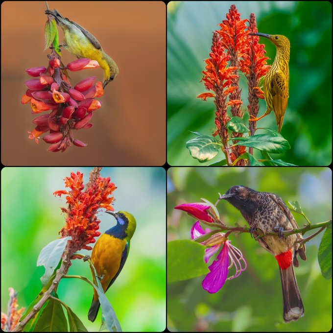 A four-panel collage featuring different birds—including sunbirds and a honeycreeper—perched on various tropical red and pink flowers.