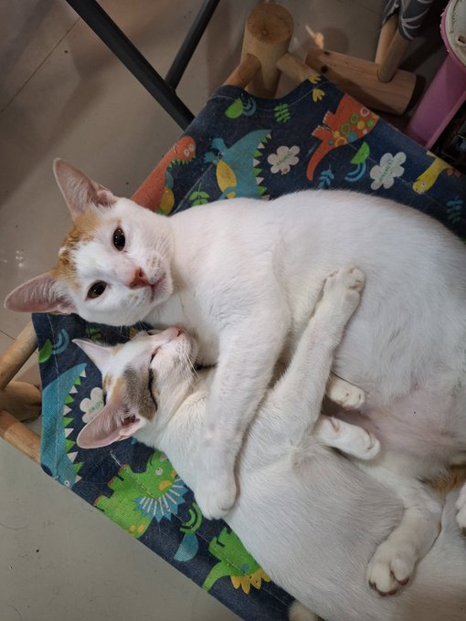 The image features a white cat laying on its back with another cat on top of it, both cats appearing to be sleeping or resting comfortably together. The background includes a chair and a dining table, suggesting that this scene might take place indoors.