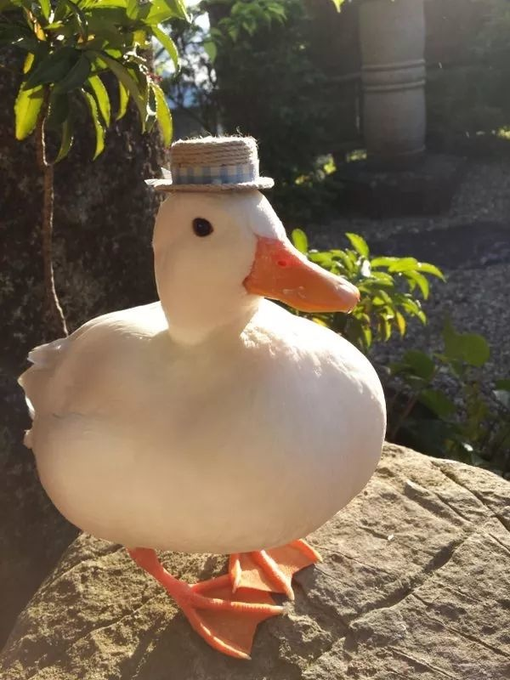 A white duck wearing a small straw hat sits on a rock, with greenery in the background.