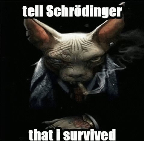A hairless cat smokes a cigar in a moody, low-lit setting with text reading "tell Schrödinger that i survived" at the top and "that i survived" at the bottom. The image humorously ties into the post about a mysterious crypto "white hat" who both is and isn't known simultaneously, playing on Schrödinger's famous thought experiment about paradoxical states of existence.