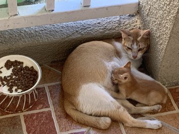 The image features a mother cat laying down next to her kittens, with one of them resting its head on the other's back. The scene takes place outdoors, possibly near a window or a door frame. A bowl filled with food can be seen in the background, suggesting that it is feeding time for the cats.