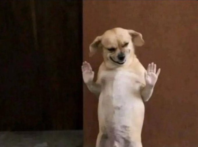 A small dog stands on its hind legs with its paws raised and eyes closed in an awkward, strained posture, humorously representing the discomfort of buying into a low market cap coin before it skyrockets in value.
