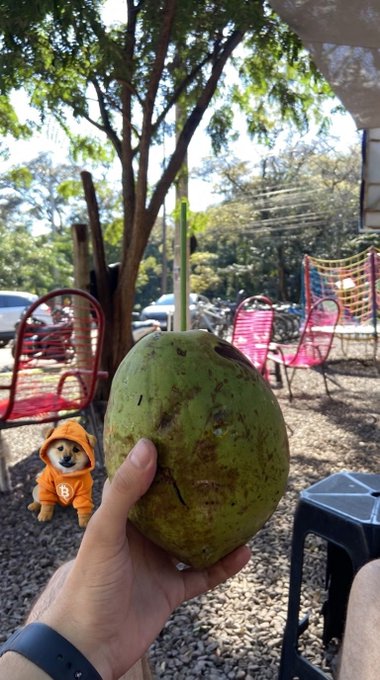 A hand holds up a large green coconut in an outdoor cafe setting, with a small Shiba Inu plush wearing an orange Bitcoin hoodie visible in the background.