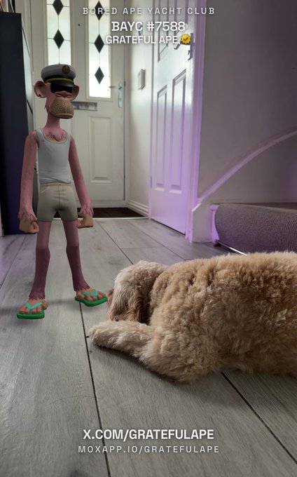 A stuffed ape figurine wearing a sailor outfit and flip-flops stands on a wooden floor next to a sleeping dog, with text reading "BORED APE YACHT CLUB BAYC #7588 GRATEFUL APE" at the top and social media handles "@X.COM/GRATEFULAPE MOXAPP.IO/GRATEFULAPE" at the bottom. The image humorously references Bored Ape #7588 ("Grateful Ape") being dominated by the dog as a "chew toy."