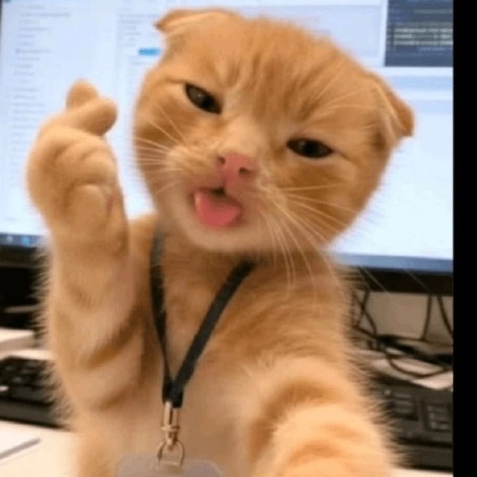 The image features a cute orange cat wearing a black collar, sitting next to a computer monitor or keyboard. The cat appears to be making a funny face with its tongue out, possibly imitating a human's gesture of giving a thumbs up. The caption for this image reads "Can i get gm Happy monday. Actually I am very bullish about @useTria." This suggests that the person who posted the image is enthusiastic and supportive of using Twitter or other social media platforms to share content, such as funny cat photos or interesting facts.