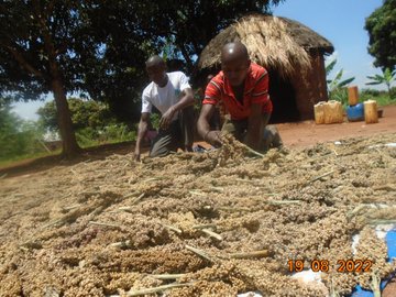 Two men working with what appears to be grain or harvest spread out on the ground in front of a traditional thatched-roof hut, dated 18/08/2022.