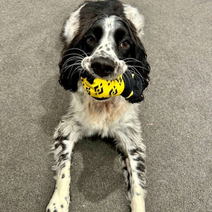 A black and white spaniel dog lying on a grey floor, holding a yellow and black patterned toy ball in its mouth.