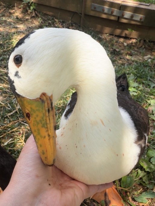 A close-up photograph of a white and brown duck with an orange-and-green speckled bill being gently held in a person's hand, outdoors near a wooden structure.