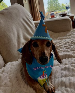 A dachshund wearing a blue party hat and a blue bandana with a cupcake design, lying on a white blanket.