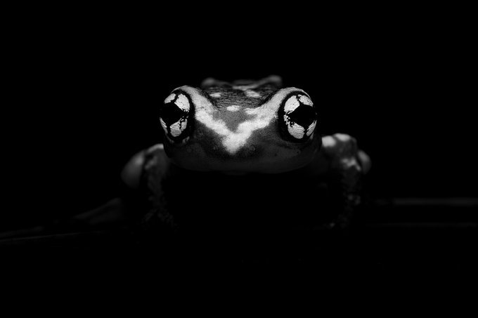 A close-up black and white photo of a frog's face against a completely dark background.