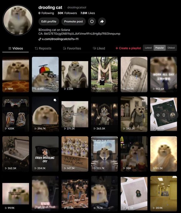 The screenshot shows the TikTok profile of "drooling cat" (@droolingcatlol) with 30K followers and 7.8M likes, displaying a grid of viral cat meme videos with view counts ranging from 20.9K to 18M, supporting the post's claim about the account's dominance in the cat meme meta and TikTok momentum.