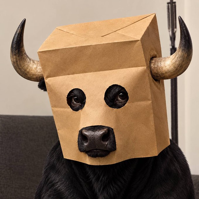 A black bull with large horns wearing a brown paper bag over its head, with eye holes cut out revealing its eyes and snout.