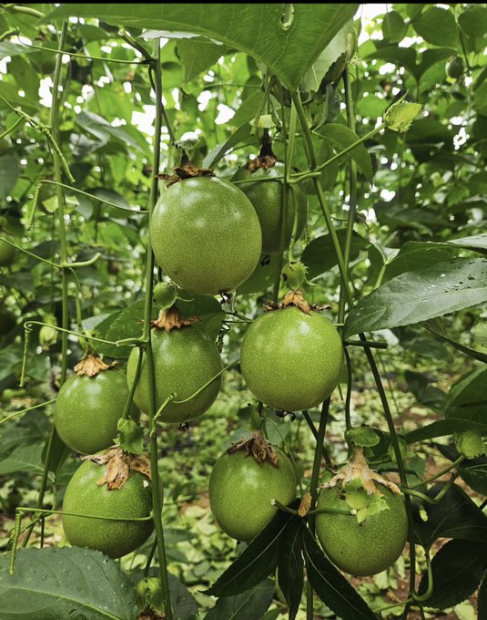 A cluster of round, green passion fruits hanging from a vine with green leaves in a garden setting.