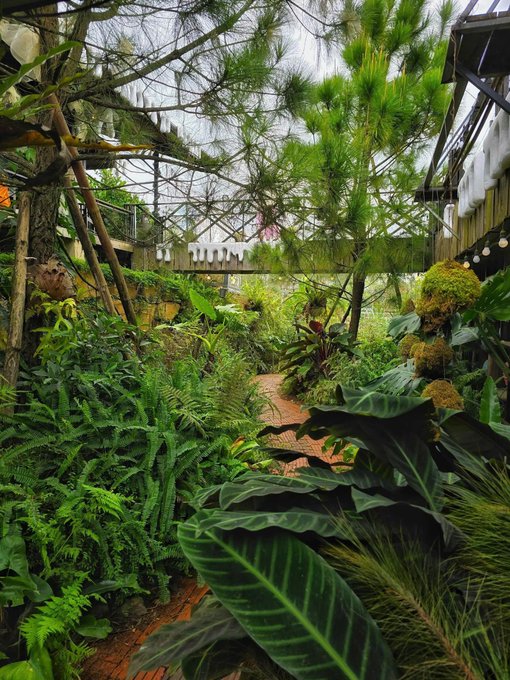 A lush rooftop garden with a winding brick path surrounded by dense tropical plants, ferns, and pine trees—setting a peaceful, energizing scene perfect for starting a fresh morning with coffee, as the post suggests.