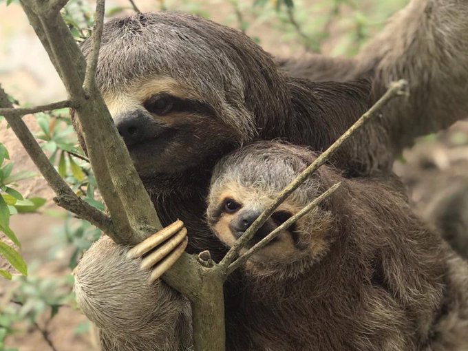 Two sloths cling to a tree branch, with a smaller baby sloth nestled against the larger one in a wooded area.
