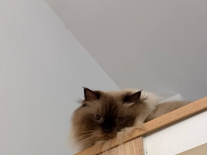 A fluffy brown Himalayan-style cat peering down over the edge of a wooden surface against a white wall.