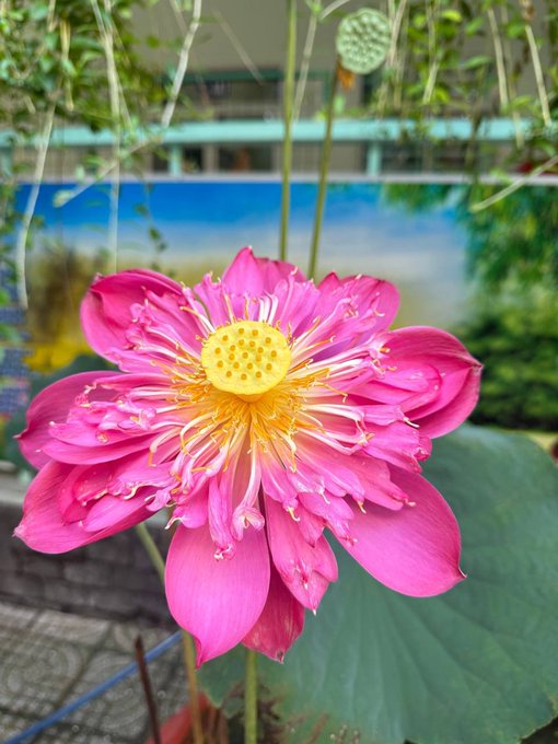 A vibrant pink lotus flower in full bloom with a yellow seed pod, photographed in a garden with greenery in the background.