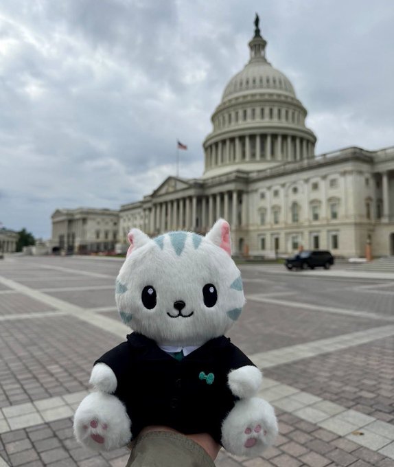 A white plush cat toy wearing a dark polo shirt held up in the foreground, with the United States Capitol building and its dome visible in the background.