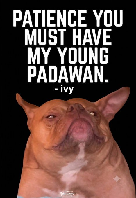 A meme featuring a close-up of a French Bulldog looking upward against a black background, with white text reading 'PATIENCE YOU MUST HAVE MY YOUNG PADAWAN. - ivy' and a small 'your tango' logo at the bottom.