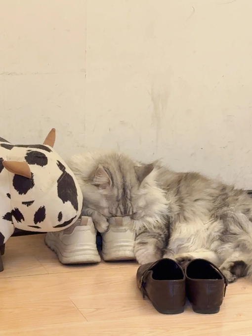A fluffy gray cat sleeps peacefully on the floor next to a pair of shoes and a cow-print plush toy, while the accompanying post promotes crypto calls for $WIF and $POPCAT with promises of a new 500x coin at an $18k market cap, with a playful implication that the relaxed cat itself is the "next big thing."

**Note:** The post contains classic crypto "pump" marketing language (promising unrealistic 500x–1,150x returns and soliciting contract addresses via comments), which is a common tactic used in meme coin rug-pull schemes. While the image is charming and harmless on its own, pairing an unrelated cute cat photo with such claims is a deliberate engagement-bait tactic.