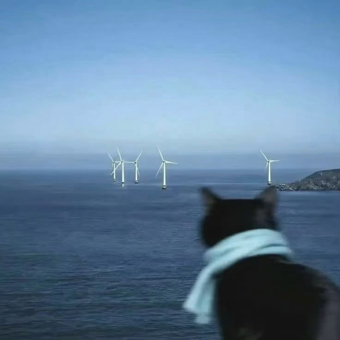 A black cat wearing a white scarf gazes out at offshore wind turbines in a calm sea, with a coastal town visible in the distance. The image's contemplative mood of watching distant, once-promising structures now standing still mirrors the post's reflection on how the excitement and belief in crypto has faded into quiet disillusionment.