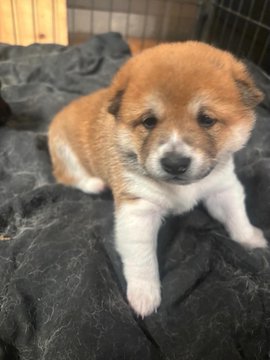 A fluffy brown and white puppy lying on a dark blanket looking directly at the camera.