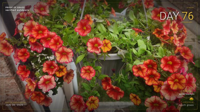 The image shows a close-up view of a potted plant filled with red, orange, and yellow flowers. The plant is hanging from a metal basket or pot, which is placed outside. The background appears to be a window or door frame, providing context for where the photo was taken. The post features a calendar page that includes a picture of the potted plant as well as the date "Day 76".