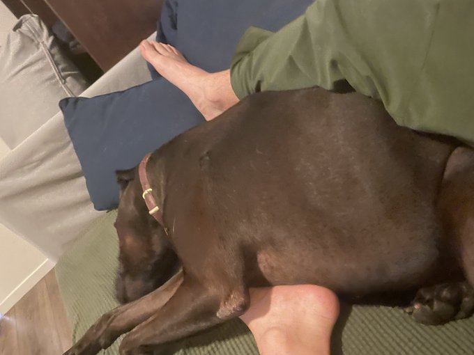 A large brown dog sleeping peacefully curled up against a person's feet on a couch.