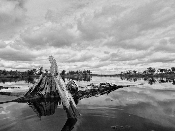 A black and white landscape photograph featuring weathered driftwood in the foreground of a calm body of water, with a distant tree line and dramatic cloudy sky reflected on the water's surface.