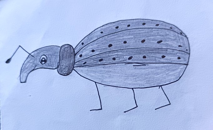 A grayscale pencil drawing depicts a stylized beetle with a rounded, spotted body, antennae, and thin legs.