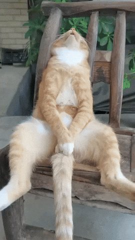 The image features a cat sitting on an old wooden chair, with its paws resting on the armrests of the chair. The cat appears to be relaxed and comfortable as it enjoys some downtime. The photo also includes text that reads "Happy weekend everyone Let's touch grass $ASTRA $NAKA $MAN $DIA $ETH $ONyc $LBM". This suggests a connection between the image and an event or activity related to cats, such as a cat-themed gathering or a social media post promoting cat-related activities.