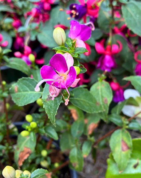 A close-up photograph of vibrant pink and magenta fuchsia flowers in bloom, surrounded by green foliage.