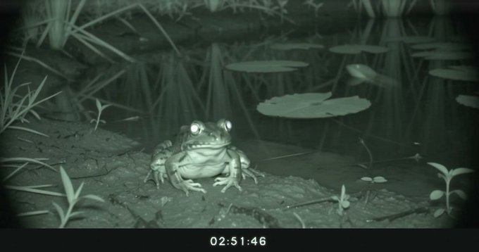A night-vision style photograph or video still showing a frog sitting on the edge of a pond with lily pads and reeds, with eyes glowing from the light reflection, and a timestamp reading '02:51:46' at the bottom.