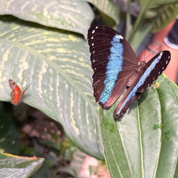 A vibrant blue morpho butterfly rests on a green leaf, with a second butterfly partially visible in the background. The colorful, iridescent insect serves as a visual metaphor for the quantum network's vision of making transformative technology—much like a rare butterfly's unique beauty—accessible to everyone.