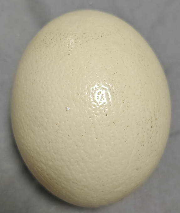 A large, pale cream-colored speckled egg rests on a textured grey surface.